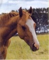 Hengst 1999