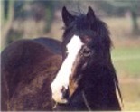 Stute 1999
