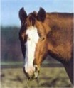 Hengst 1998